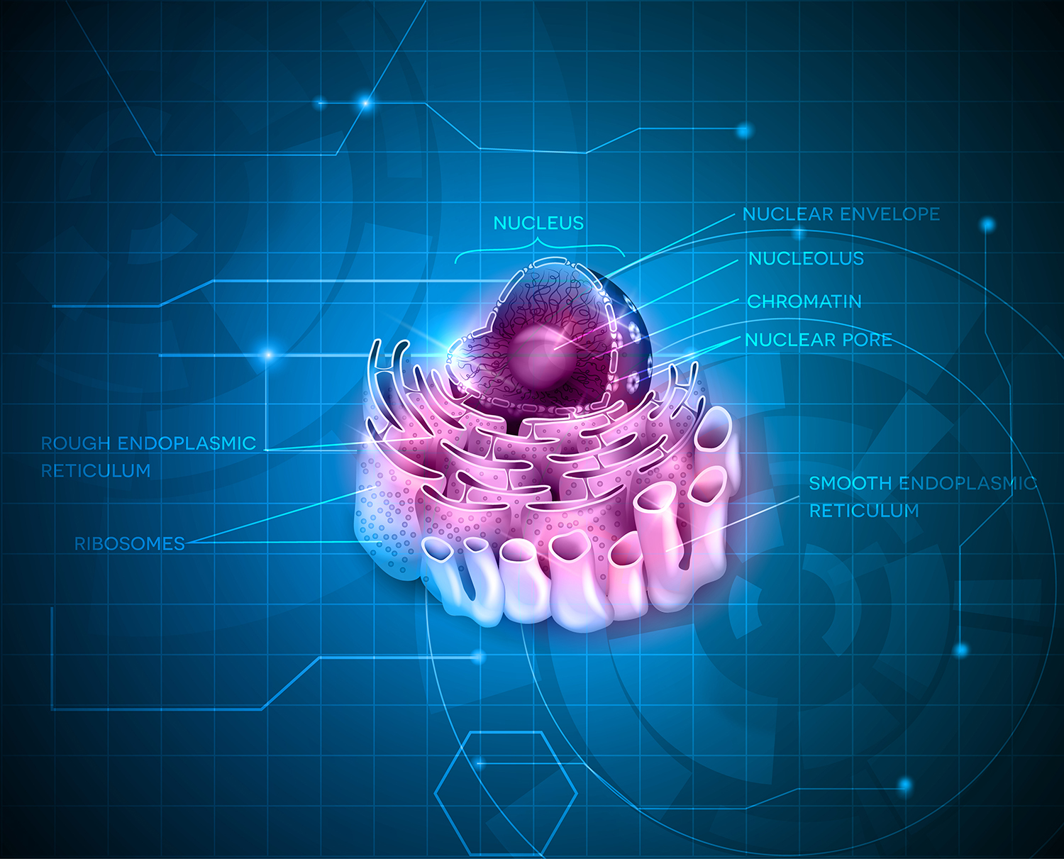Scientists Get a Better View of a Large Organelle - Research