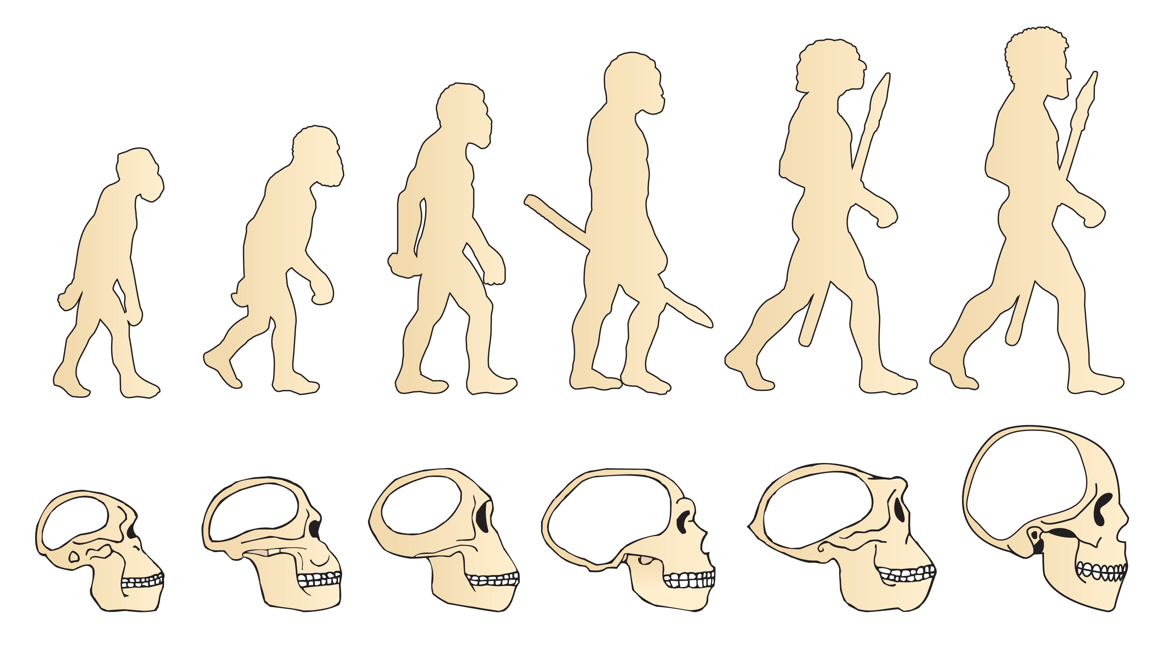 Эволюция размера мозга. Эволюция черепа человека. Эволюция человека от обезьяны череп. Эволюция черепа обезьяны и человека. Эволюция черепов человека.