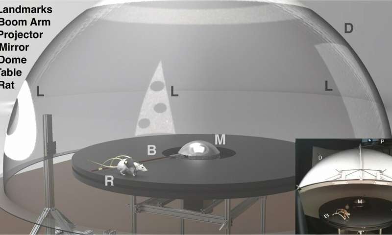 Rats in Augmented Reality Help Show How the Brain Determines Location ...