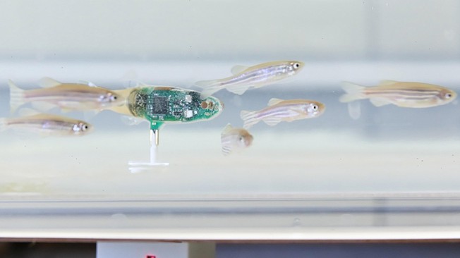 A Robotic Spy Among the Fish - Research & Development World