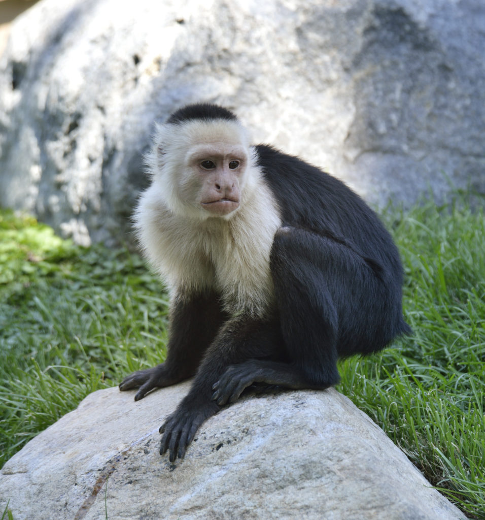 Monkeys in Brazil 'Have Used Stone Tools for Hundreds of Years at Least ...