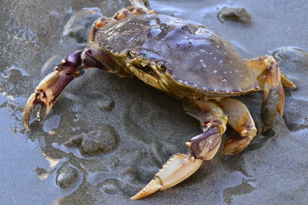 Warming Ocean Linked to Toxin Outbreaks, Shellfish at Risk - Research ...