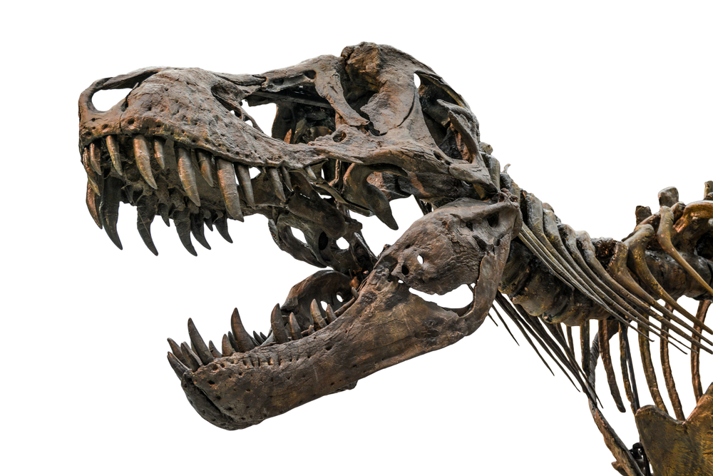 Researchers Find T. Rex Could Crush 8,000 Pounds - Research