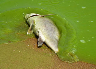 Fish suffocated in the Lake Erie algae bloom of August 2011, near Pelee Island, Ontario. Credit: Tom Archer