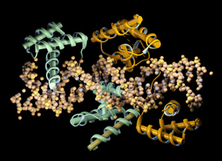 A model of a transcription factor (orange and green) binding to a strand of DNA (light yellow). Transcription factors are proteins which bind to specific sequences of DNA, called binding sites, enabling and controlling the expression of genes. Changes during evolution to the DNA sequence in binding sites can lead to changes in gene expression.