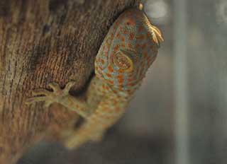 Photo of a tokay gecko clinging to a smooth surface. Courtesy of William Stewart