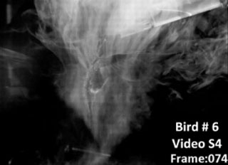 Hummingbird study challenges vortex consensus - Research & Development ...