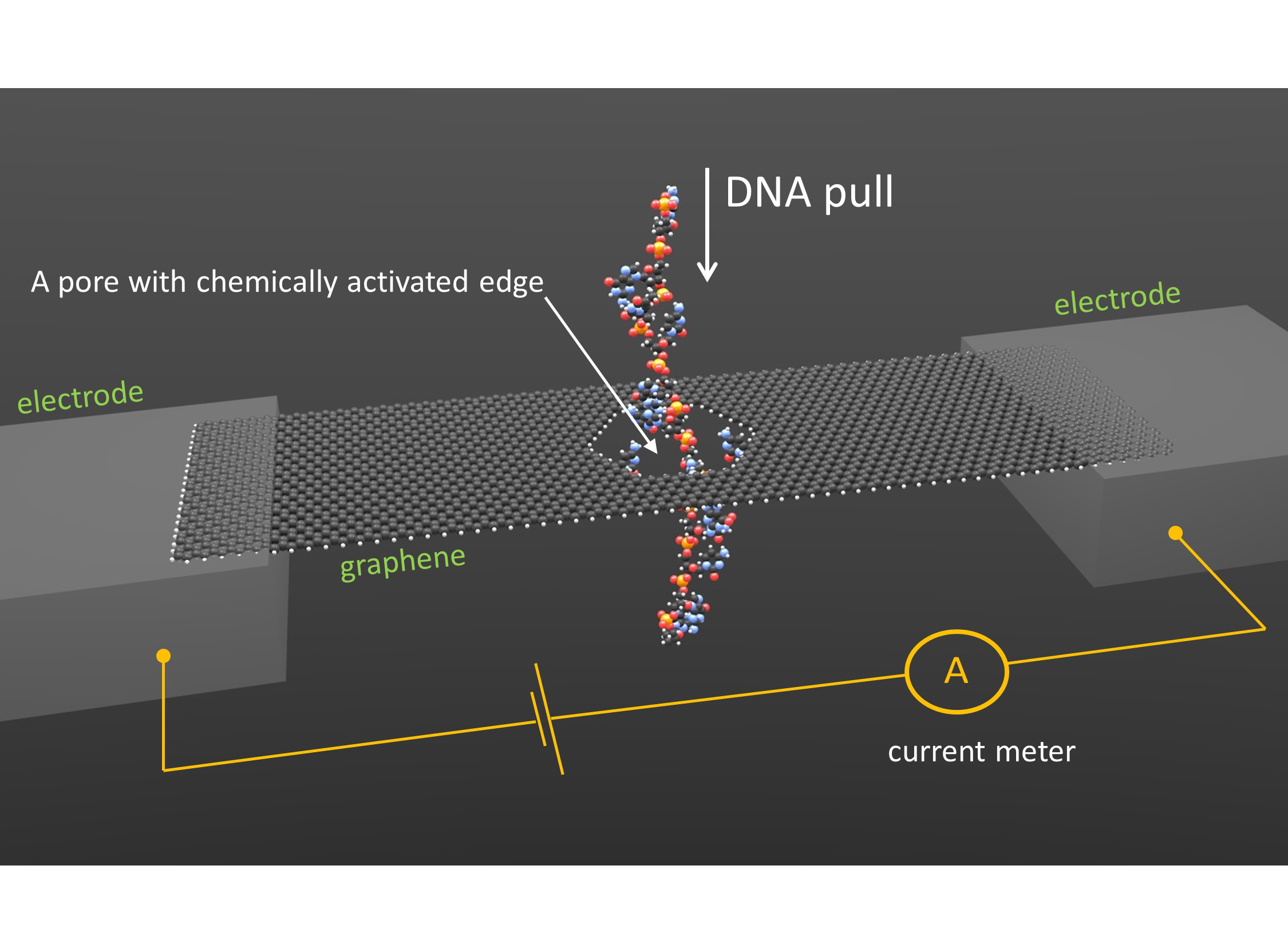 Fast, Accurate DNA Sequencing Simulated Through Graphene Nanopore