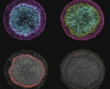 Unique Rice platform helps bioscientists learn how ectoderm cells begin to differentiate
