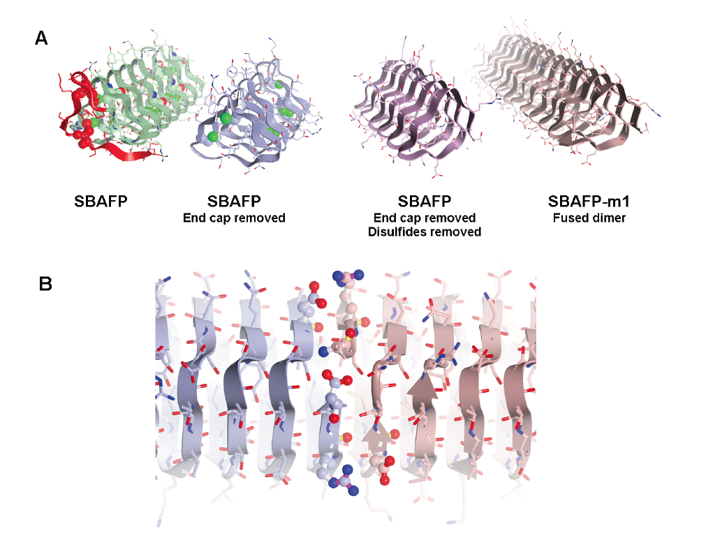Engineering Self-assembling Amyloid Fibers - Research & Development World