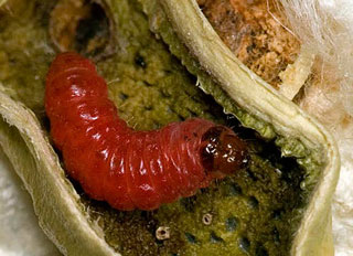 The pink bollworm, a global pest of cotton, has evolved resistance to genetically modified cotton in India, but not in Arizona, where farmers have planted refuges of conventional cotton to reduce selection for resistance. Image: Alex Yelich/Univ. of Arizona