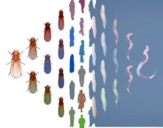 Image: Darryl Leja, NHGRI, NIH
