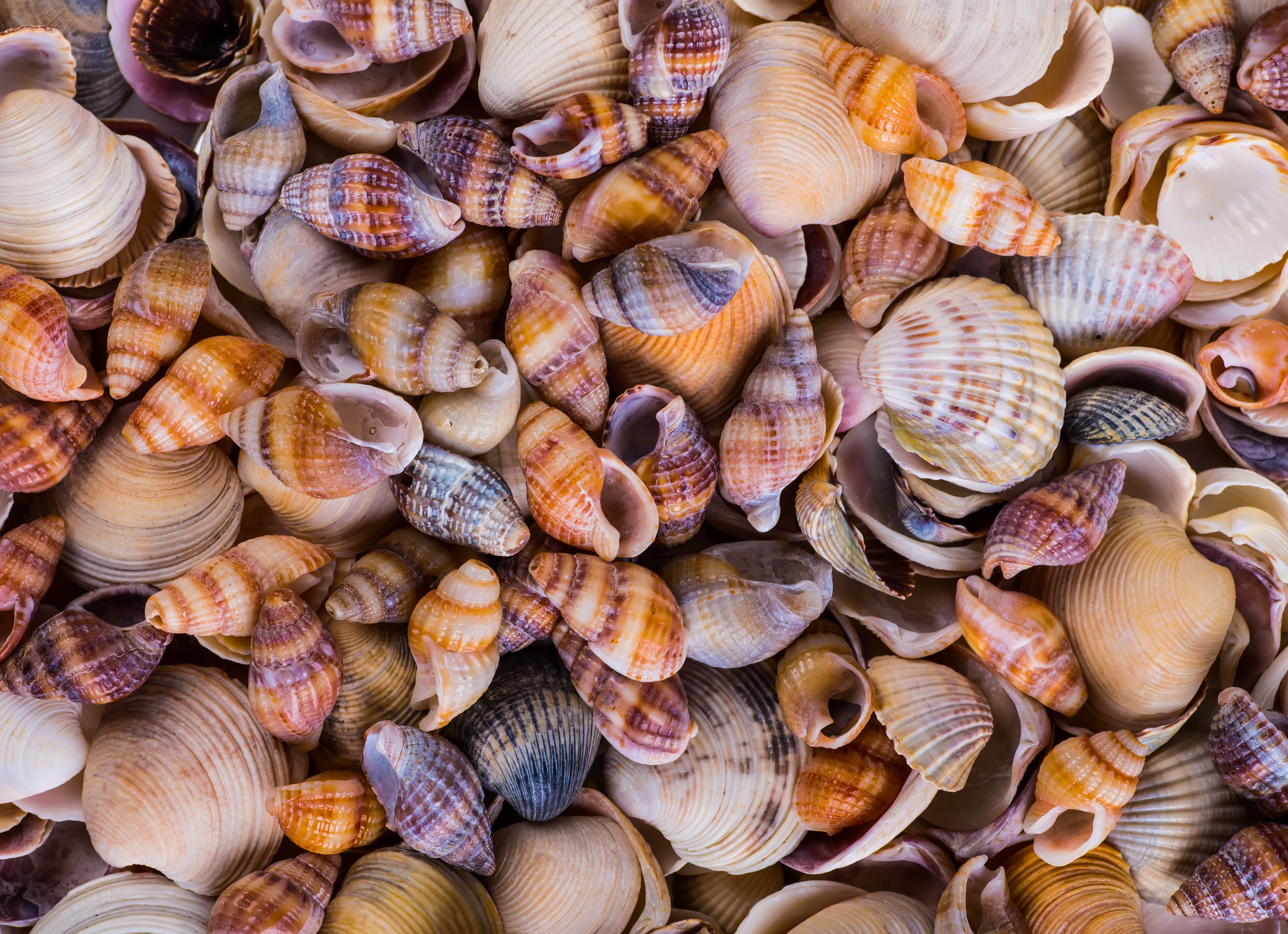 What Makes Seashells So Strong? Research & Development World