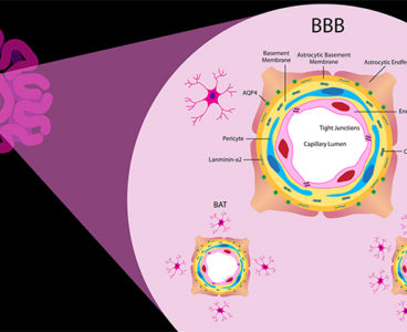 Getting cancer drugs to the brain i difficult, but a new road map might make it easier