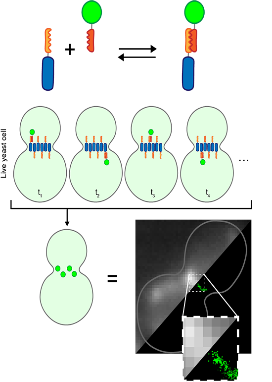 Super-resolution imaging breakthrough in living cells - Research ...