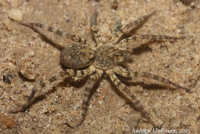 Arctosa littoralis