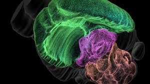 Image for Blue Brain Project