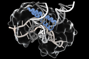 The Tas protein uses an RNA guide to home in on a specific target DNA sequence.