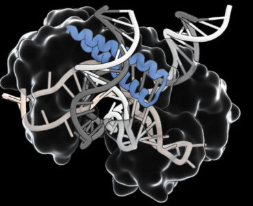 The Tas protein uses an RNA guide to home in on a specific target DNA sequence.
