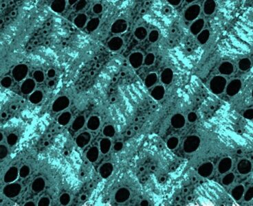 A microCT image showing iron mineral in the wood cell wall. [Florida Atlantic University]