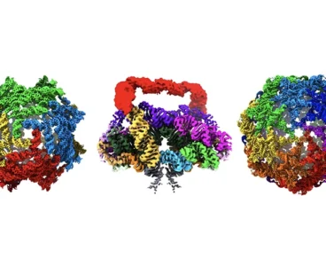 SLAC–Stanford team captures protein‑free RNA megastructures in bacteria