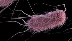 E. coli image from CDC
