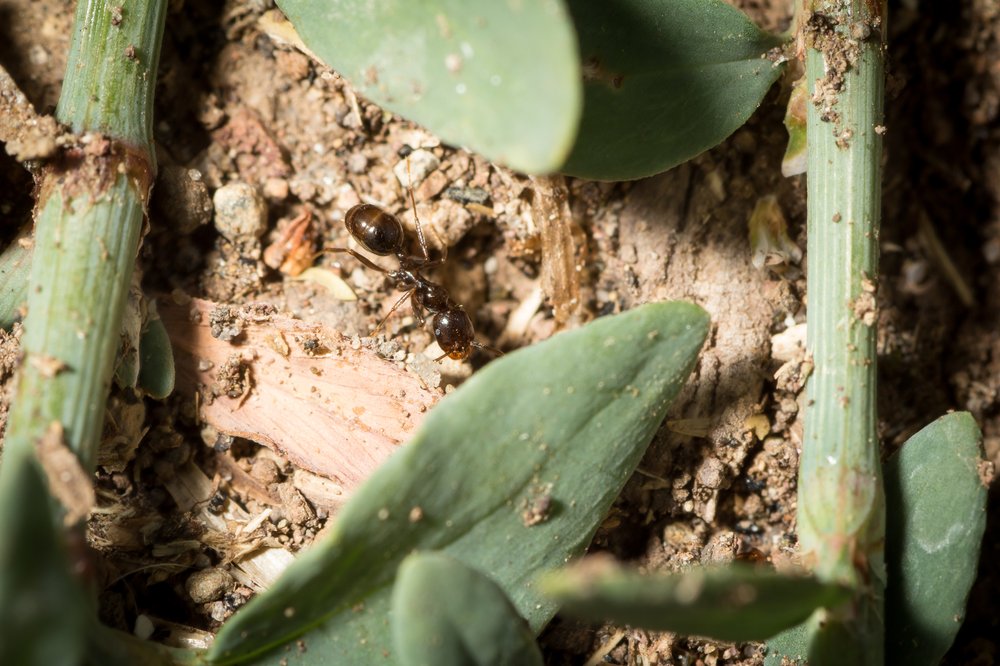 AI Generated Newscast About Ants Shocks Scientists: Ant Queens Lay Eggs of Other Species?!