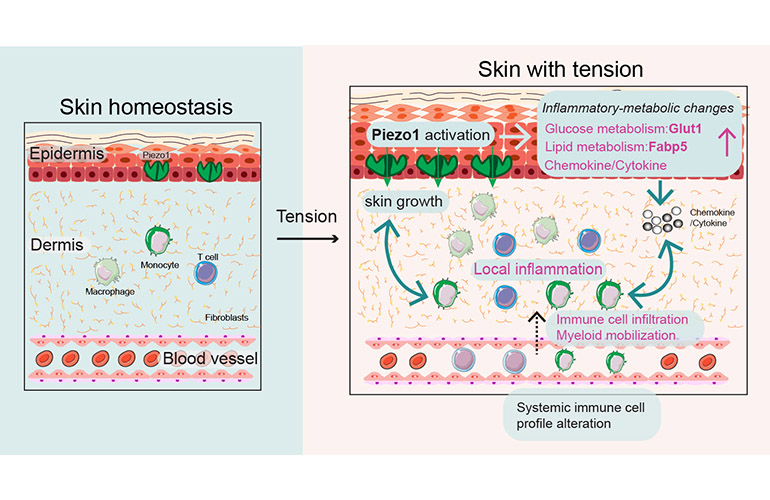 Skin under tension isn’t passive: the Piezo1 protein detects stretch and triggers the changes needed for tissue growth. 