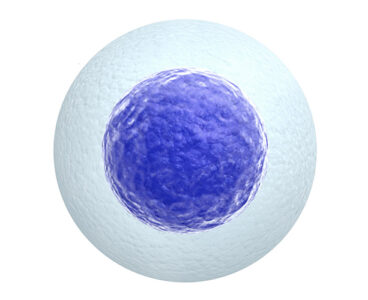 Human egg cell isolated on white background