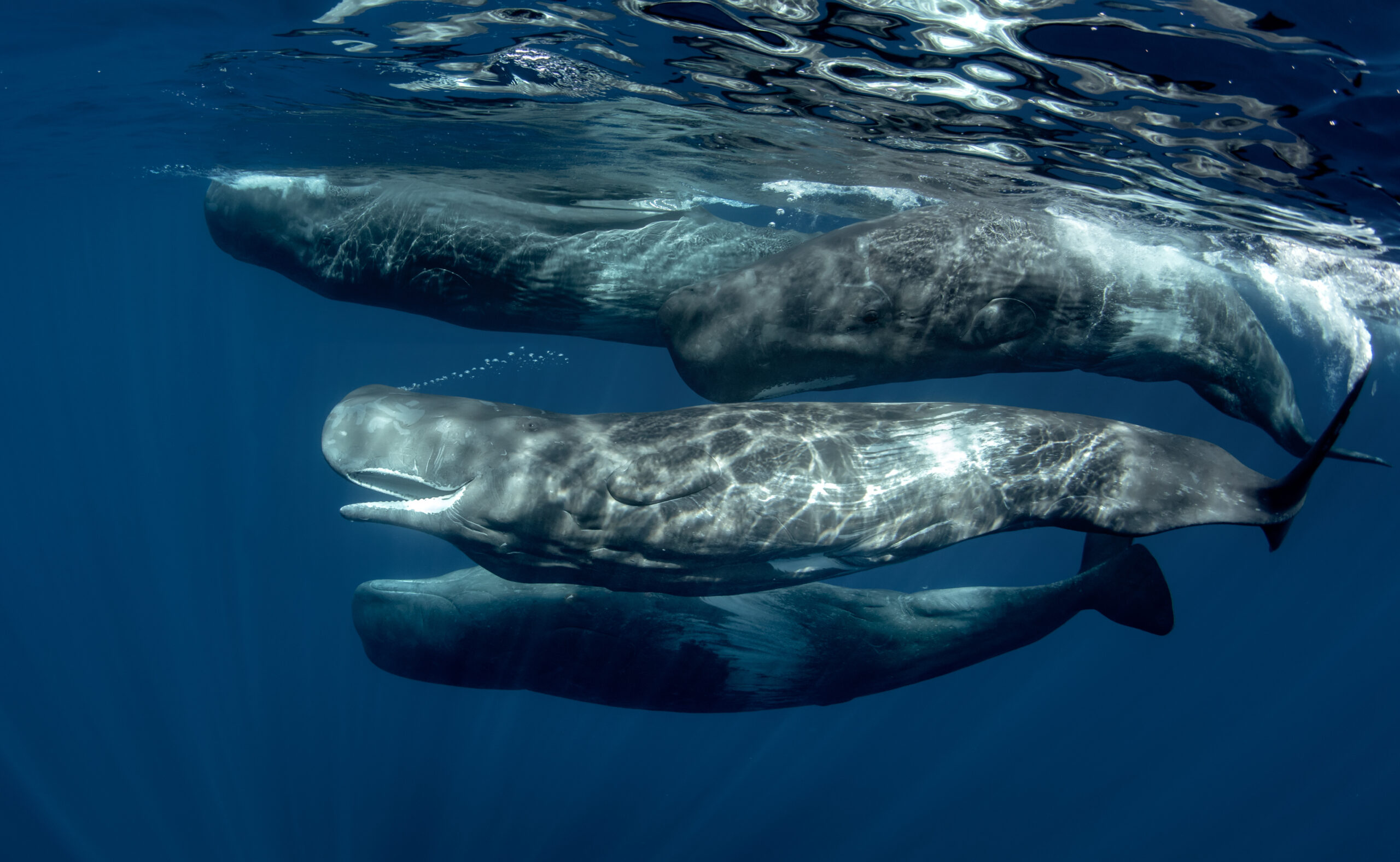 AI is decoding whale songs