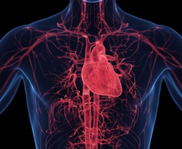 New study finds gene that can help repair the heart after failure