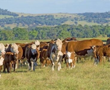 CSIRO, MLA and Google host global competition