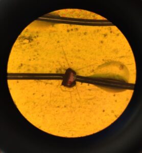 A crystal of the newly discovered piezoelectric material viewed under a microscope. 