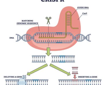 RED-CRISPR doubles knock-in efficiency