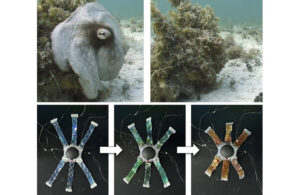 cuttlefish demonstrates natural camouflage (top), inspiring KIST's OCTOID soft robot (bottom), which uses photonic crystal polymers to shift colors from blue to green to orange in response to electrical signals. Courtesy of KIST.