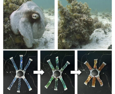 Octopus-inspired robot can change color, grab objects