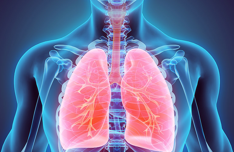 3D illustration of Lungs - Part of Human Organic.