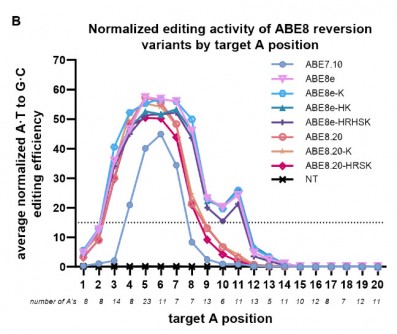 New base editing tool achieves high efficiency and precision