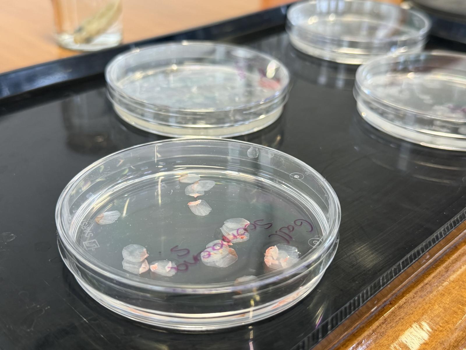 Fish scales offer scalable alternative to donor corneal tissue
