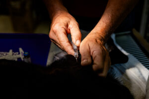 Image: Stephen Wang Photography / Torigen Pharmaceuticals