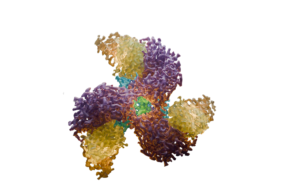 Cryo-EM reconstruction of a protein complex, illustrating near-atomic structural detail enabled by modern 200 kV cryo-TEM systems. Image from Thermo Fisher Scientific’s Glacios 3 brochure.