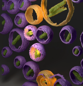 Liposome-encapsulated doxorubicin imaged with 200 kV cryo-electron tomography. 