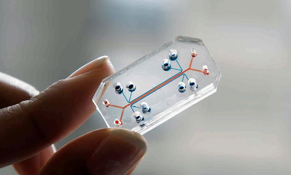 A lung-on-a-chip device developed at the Wyss Institute at Harvard. The transparent chip, roughly the size of a memory stick, uses microfluidic channels to recreate the mechanical and biological environment of a human lung, including breathing motions and air-blood tissue interfaces. In 2022, Cantex Pharmaceuticals included data from a Wyss lung chip in an IND filing for a repurposed COVID-19 drug, among the earliest cases in which organ-chip data were included in a regulatory submission to FDA. Credit: Wyss Institute, Harvard University