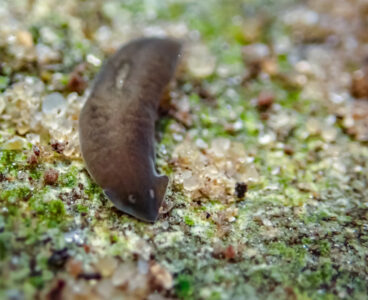 Flatworms sacrifice healthy cells to destroy the root cause of mutations in explosive immune response