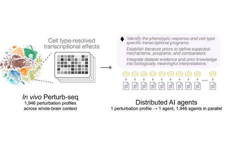 Schematic of a whole-brain Perturb-seq atlas split into 1,946 perturbation profiles, each analyzed by its own AI agent.