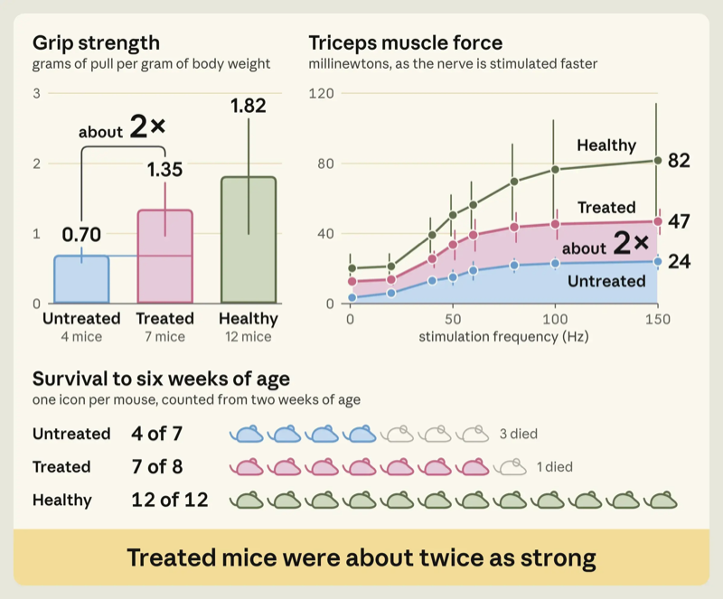 Charts comparing grip strength, triceps force and survival to six weeks in untreated, antibody-treated and healthy dyW mice