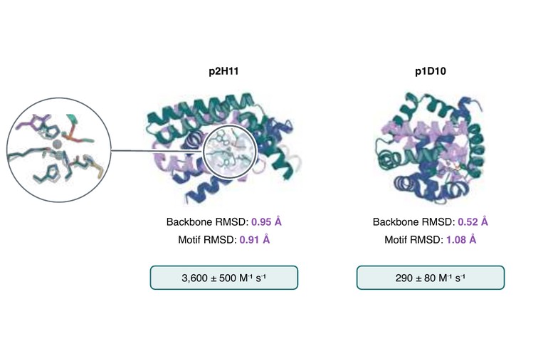 Two RFD4-Proteina-designed enzymes that break down the pesticide paraoxon, with their structural accuracy and catalytic efficiency.