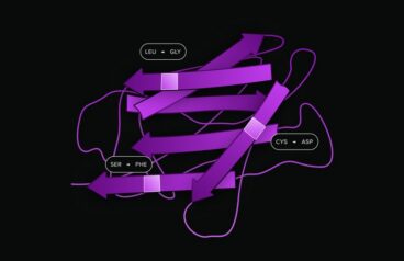 Illustration of a folded protein with three amino acid substitutions labeled: leucine to glycine, cysteine to aspartate and serine to phenylalanine.